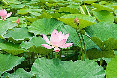 策略基建塔防游戏《绝望之地》预计2025年Q1发售